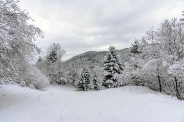 Mosellan forest of pine trees, Christmas trees covered by a white and freshly fallen during the winter season, France