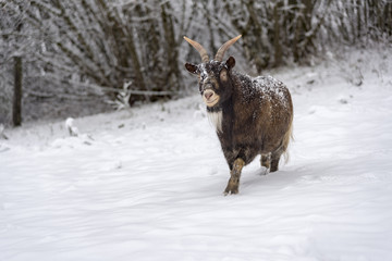 Brown horned sheep walking on the snow looking for fresh grass to eat in the mountain