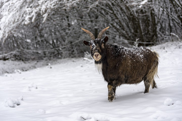 Brown horned sheep walking on the snow looking for fresh grass to eat in the mountain