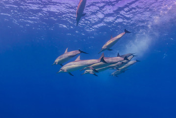 Fototapeta premium Dolphin Pod