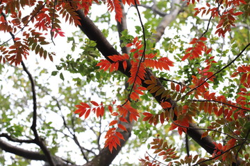 紅葉