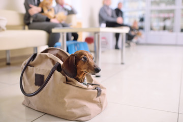 a funny dachshund dog peeks out of the bag in line for a medical examination in a veterinary clinic