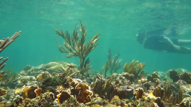 Underwater scene from seabed of the Caribbean sea with man snorkeling in a coral reef and ripples of water surface, 50fps
