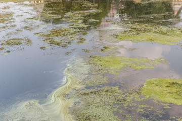 Dirty Pond View With Green Algae Formation On Top Of Water and external objects polluting the pond, damaging the ecosystem