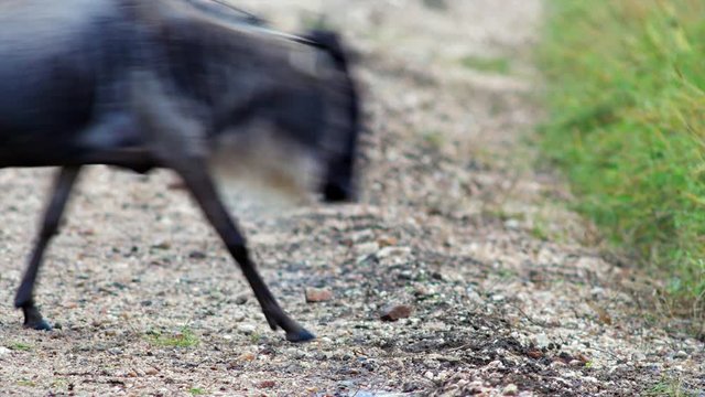 Wildebeest and Zebra crossing the road
