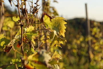 autumn vineyard in riomaggiore a liitle village