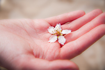 A valentine's day gift card in the form of a flower held in hand.