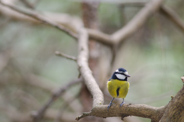 African blue tit (Cyanistes teneriffae hedwigii). The Nublo Rural Park. Tejeda. Gran Canaria. Canary Islands. Spain.