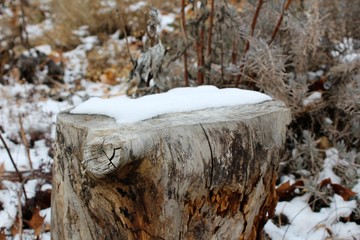 Snowy Stump