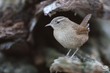 Eurasian wren