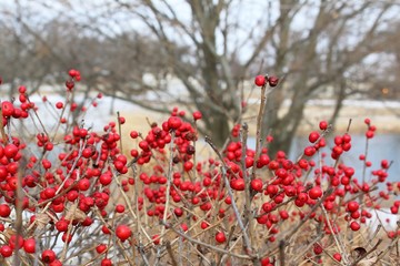 Red Berry Winter