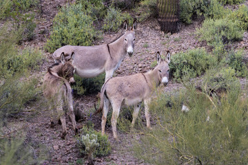 Naklejka na ściany i meble Wild Burros in the Arizona Desert