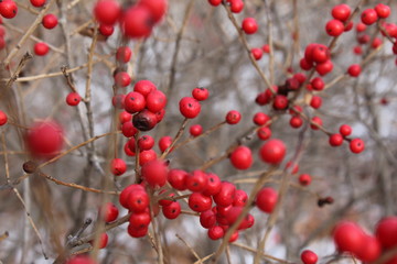 Red Berry Winter