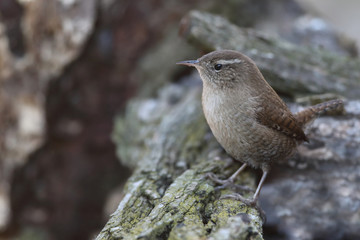 Eurasian wren