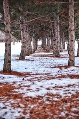 Evergreen pine tree trunks in winter