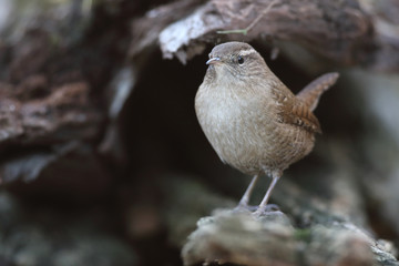 Eurasian wren