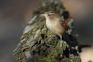 Eurasian wren