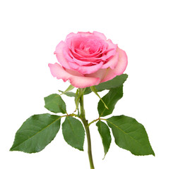 Pink rose on the white background 