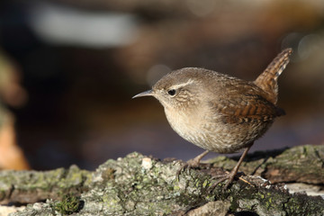 Eurasian wren