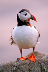 Atlantic Puffin (Fratercula arctica) Runde Island
