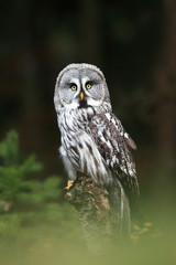 Strix nebulosa. Owl in the wild. Expanded in the north of Europe. Owl portrait. Nature. Owl behind the tree.