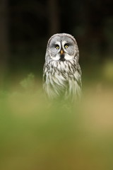 Strix nebulosa. Owl in the wild. Expanded in the north of Europe. Owl portrait. Nature. Owl behind the tree.