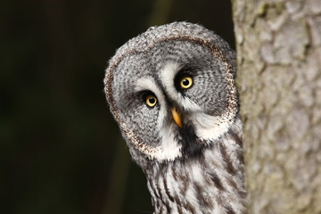 Strix nebulosa. Owl in the wild. Expanded in the north of Europe. Owl portrait. Nature. Owl behind...