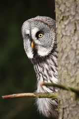 Strix nebulosa. Owl in the wild. Expanded in the north of Europe. Owl portrait. Nature. Owl behind the tree.