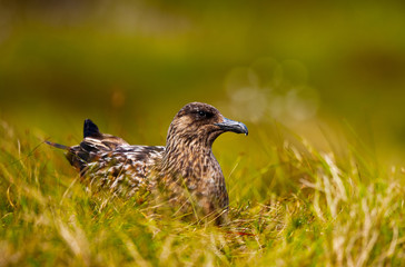 Resting great skua at the Norwegian bird-island Runde