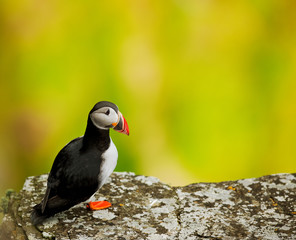 Atlantic Puffin (Fratercula arctica) Runde Island