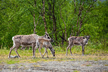 Reindeer (Rangifer tarandus)