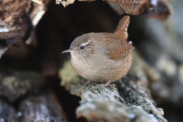 Eurasian wren
