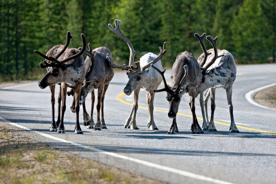 Reindeer (Rangifer tarandus)