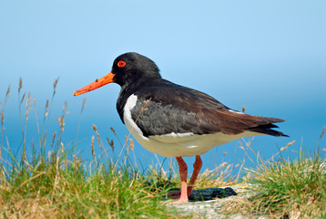 Oystercatcher (Haematopus ostralegus) Runde Island