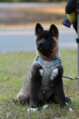 Akita Puppy / Dog Breed / Hiking Pet 