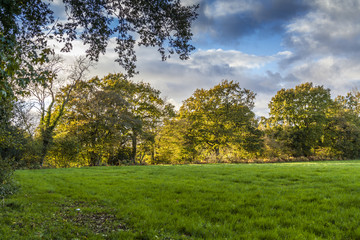 a landscape view of English countryside on sunny autumn day with grass and trees