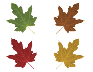 Seasons are changing. Drawed isolated tree leaves collage set.