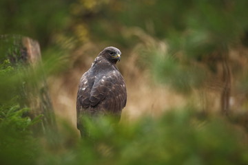 Buteo buteo. Photographed in Czech. It occurs throughout Europe. Autumn nature of Czech. Sitting bird. Big bird.