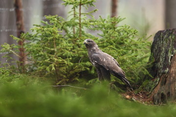 Buteo buteo. Photographed in Czech. It occurs throughout Europe. Autumn nature of Czech. Sitting bird. Big bird.