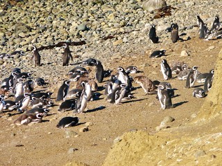 Obraz premium penguins, punta arenas, magallanes, chile