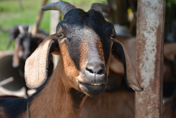 Sonrisa de la Cabra Cafe