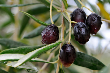 Wet olives on the olive tree