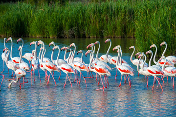Greater Flamingo (Phoenicopterus roseus) in Camargue, France