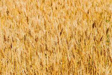 Ripening ears of wheat field