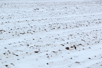 Tereny rolnicze w dolinie Biebrzy zimą