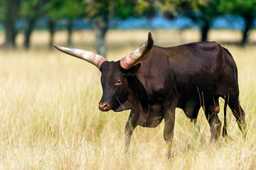 Heck cattle (Bos primigenius f. taurus)