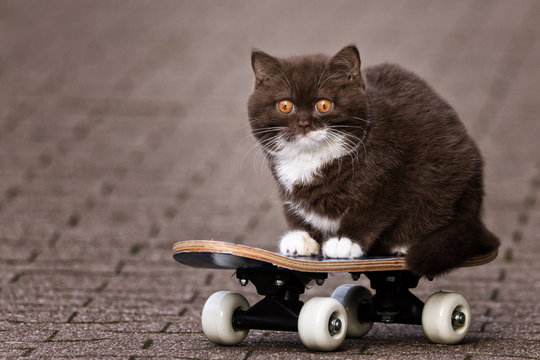 BKH Kitten Katze sitzt auf Skateboard