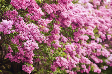 Obraz premium Lilac blooms. A beautiful bunch of lilac closeup. Green branch with spring flowers.