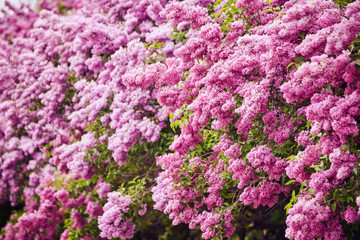 Beautiful fresh purple violet flowers. Close up of purple flowers.