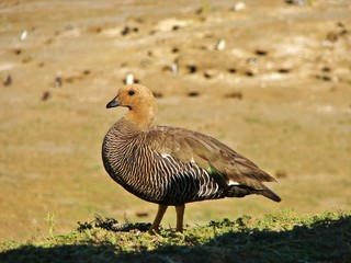 caiquen, magallanes, chile